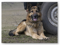 border_patrol (17)