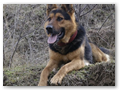 border_patrol (18)