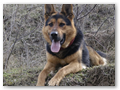 border_patrol (19)