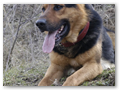 border_patrol (20)