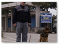 border_patrol (5)