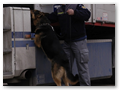 border_patrol (7)